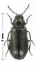 Dasytinae inconnu
